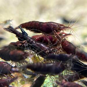 ^ chocolate Cherry shrimp 5 pcs +α^