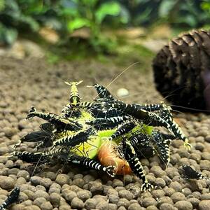 * black pin to shrimp ( Galaxy fish bo-n) 5 pcs +α*