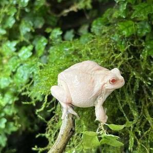 抱卵個体 アルビノアマガエル ♀ 冬眠越冬個体の画像1