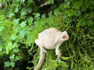 抱卵個体　アルビノアマガエル　♀　冬眠越冬個体