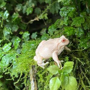 抱卵個体 アルビノアマガエル ♀ 冬眠越冬個体の画像4