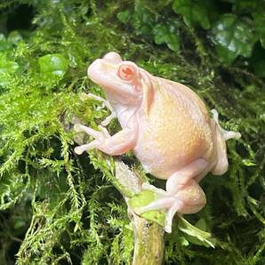 抱卵個体 アルビノアマガエル 冬眠越冬個体 ①の画像1