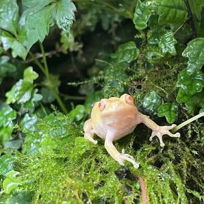 冬眠越冬個体 アルビノアマガエル 雄の画像2