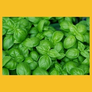 * sweet basil. kind 200 bead * postage 70 jpy / including in a package possibility 