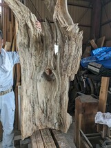 1300年前の天然杉御神木　今は手を加えておりませんが洗ってから磨くとかすれば世に一つしかないオブジェに成る天然杉、_画像2