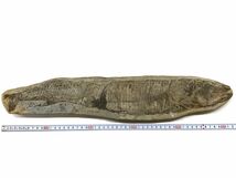 【E507】魚の化石 2.73kg 全長51.5cm 古代 南米 マーレシア 鉱物 置物 コレクション b_画像8
