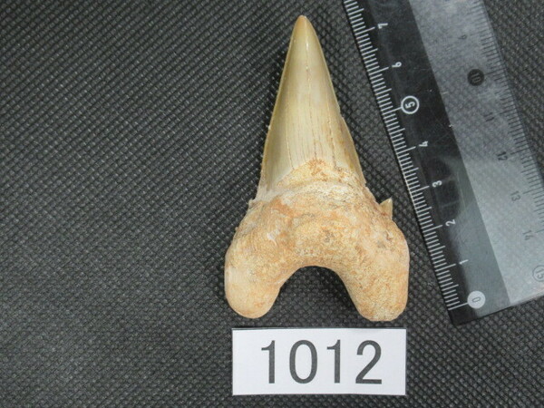 ◆サメの歯の化石◆Otodus◆7.3 cm◆No.1012◆送料無料