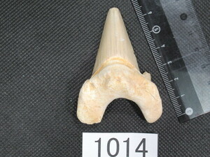 ◆サメの歯の化石◆Otodus◆6.8 cm◆No.1014◆送料無料