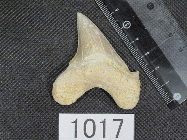 ◆サメの歯の化石◆Otodus◆6.2 cm◆No.1017◆送料無料