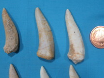 ◆エンコダスの歯の化石◆古代魚◆10個セット◆No.826◆送料無料_画像7
