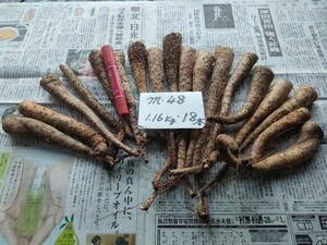 ◎ｍ‐48☆自然薯・じねんじょ種芋（首）・1年バイオ（1BIO）18本・1.16㎏　芽無し含む