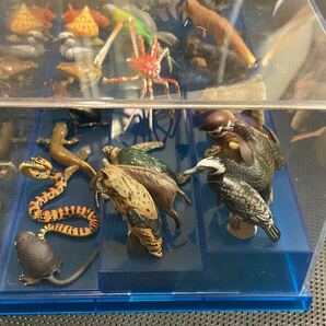 チョコエッグ 日本の動物コレクション 海洋堂 シークレット2体含む26体セットの画像8