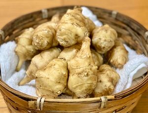 ②青森県産　菊芋　箱込み25kg 栽培期間中農薬不使用