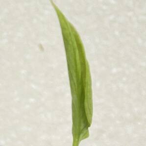 斑入りモンステラ・イエローモンスター・タイコンステレーション茎・ Yellow Monsutera Y4-1の画像4