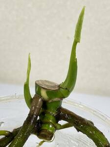斑入りモンステラ・イエローモンスター・タイコンステレーション茎・ Yellow Monsutera 20-6
