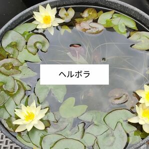 姫睡蓮ヘルボラと耐寒性睡蓮マンカラウボン脇芽