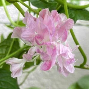 『スプリットペタル』 八重咲き朝顔 西洋朝顔 フリル咲きアサガオの種 ピンク アサガオの種 あさがおの種 桃色 イポメア 裂弁咲きの画像5