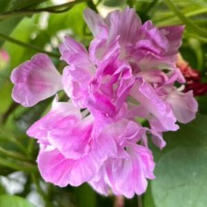 『スプリットペタル』八重咲き朝顔の種　西洋朝顔　フリル咲きアサガオの種　ピンク　裂弁咲きアサガオの種　あさがおの種　フリル咲き