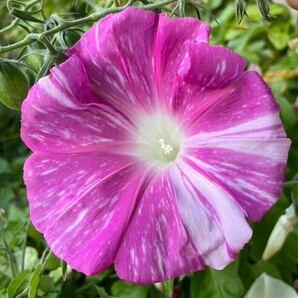 『花吹雪』大輪朝顔の種 絞り咲き しぼり咲きアサガオの種 ピンク アサガオの種 あさがおの種の画像2