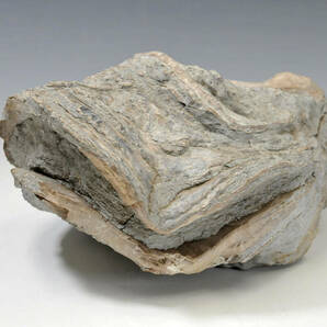 【化石】 シェル 牡蠣 高さ：14cm 横幅：26cm 重量：7.9kg 産地不明 ● 二枚貝 0103002-7の画像1