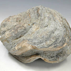 【化石】 シェル 牡蠣 高さ：14cm 横幅：26cm 重量：7.9kg 産地不明 ● 二枚貝 0103002-7の画像7