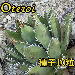 【種子】アガベ オテロイ厳龍種子10粒 メキシコオアハカ産 発芽確認済の画像1