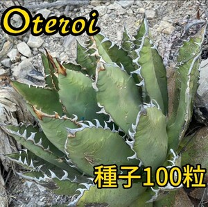 【種子】アガベ オテロイ厳龍種子100粒 メキシコオアハカ産　発芽確認済