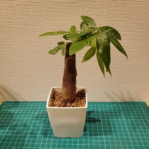  better fortune luck with money up futoshi pakira decorative plant 