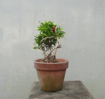 小品　根上がり　さつき盆栽　　◆緋縅◆　　鉢　　　３号深_画像8
