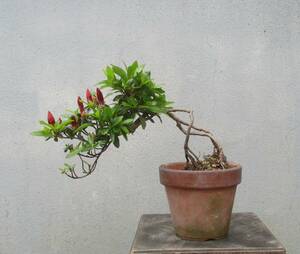 小品　根上がり　さつき盆栽　　◆緋縅◆　　鉢　　　３号深