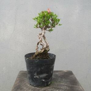 小品 根上がり さつき盆栽  ◆鶴翁◆  鉢  ２.５号深の画像8