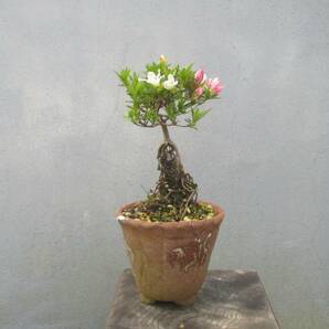 小品 根上がり さつき盆栽  ◆小太郎◆  鉢   １０.５ｃｍの画像9