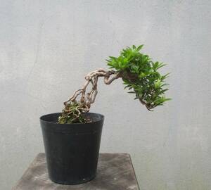 小品　根上がり　さつき盆栽　　◆明美の月◆　　鉢　　　３号深