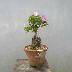 小品 根上がり さつき盆栽  ◆初冠雪◆  鉢   １０.５ｃｍの画像8