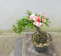 小品　根上がり　さつき盆栽　　◆椿姫◆　　鉢　　　３号深_画像4
