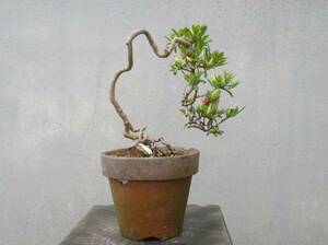 小品　根上がり　さつき盆栽　　◆小太郎◆　　鉢　　３号深