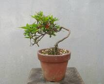 小品　根上がり　さつき盆栽　　◆紅小星◆　　鉢　　　３号深_画像1