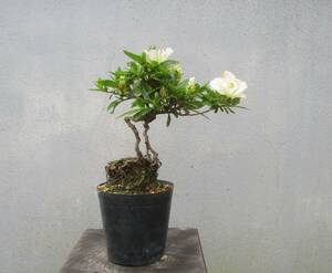 小品　根上がり　さつき盆栽　　◆緑花の泉◆　　鉢　　　３号深
