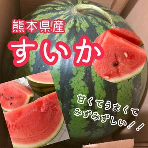 ！！生産量日本一！！ 熊本県産 すいか 春西瓜 1玉 5kg〜7kg程度