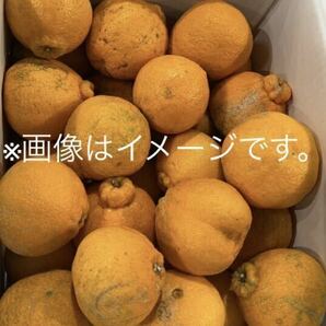 大好評！ 熊本県産 家庭用 不知火、デコポン 10kg程度の画像2