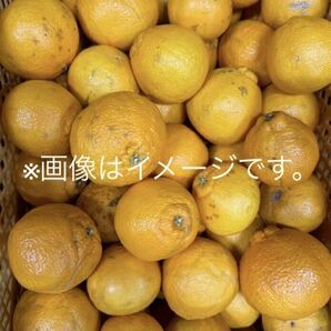 大好評！ 熊本県産 家庭用 不知火、デコポン 10kg程度の画像4