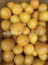 大好評！ 熊本県産 家庭用 不知火、デコポン 10kg程度_画像4