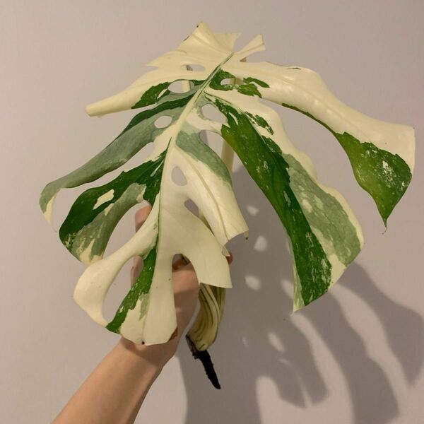 モンステラ Monstera デリシオーサ 斑入りトップカット　白斑入り　希少種　