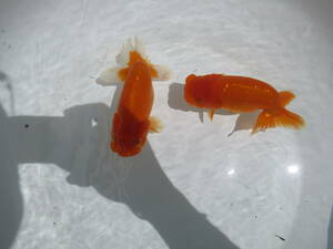 [ heaven Akira golgfish ]### carefuly selected book@ life fish ## # special selection fish # two -years old fat stop. beautiful tail shape. .. Special on goods #.13