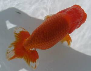 [ heaven Akira golgfish ]### carefuly selected book@ life fish ## # special selection fish # two -years old fat stop. beautiful tail shape. .. convention for #.9