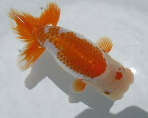 [ heaven Akira golgfish ]### carefuly selected book@ life fish ## # special selection fish # two -years old fat stop. beautiful tail shape. .. Special on goods #.8