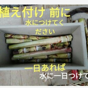 GW前にサトウキビ植えましょう〜  Sale999円→777円 リピート 多数の画像7