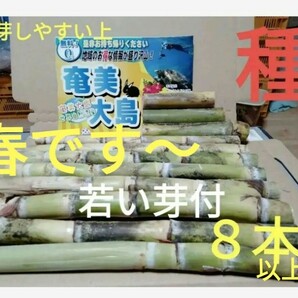 GW前にサトウキビ植えましょう〜  Sale999円→777円 リピート 多数の画像9