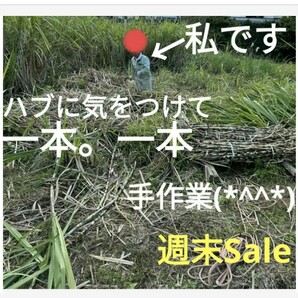 GW前にサトウキビ植えましょう〜    Sale999円→777円  リピート様 多数の画像5