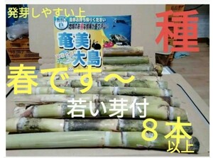 サトウキビ植えましょう〜簡単です　リピーター様　多数　サトウキビの種 若い芽 発芽しやすい部位 専用店 奄美大島より